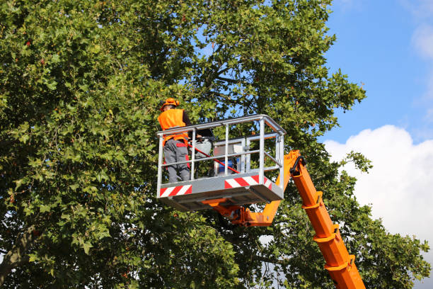 Professional Tree Removal and Landscaping Services in Freeport, IL